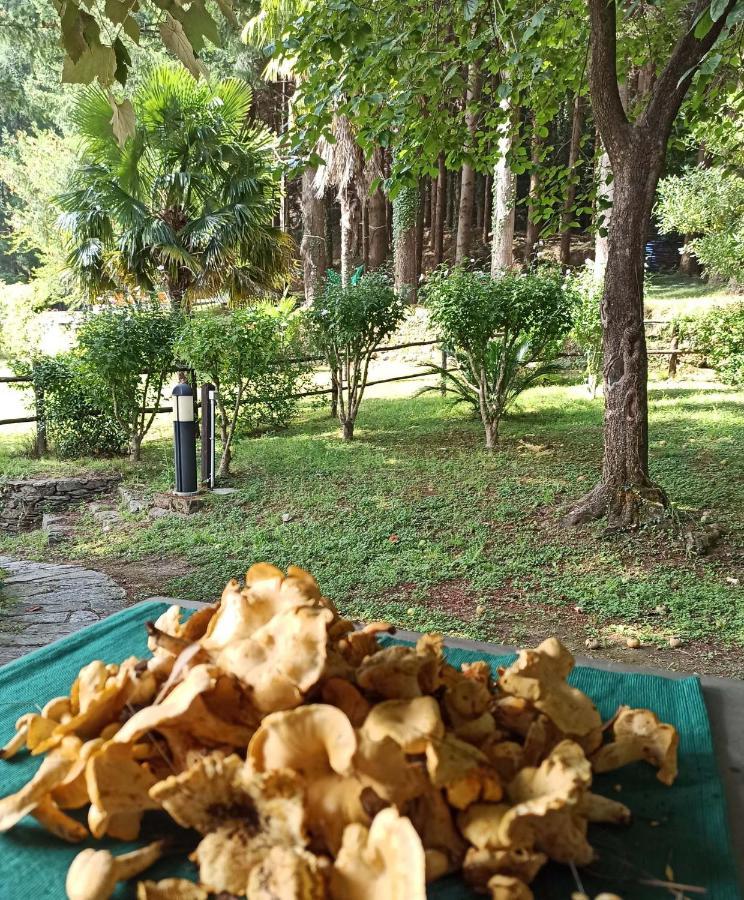 Borzonasca Il Bosco Di Campo Marzano Rooms & Apartments المظهر الخارجي الصورة