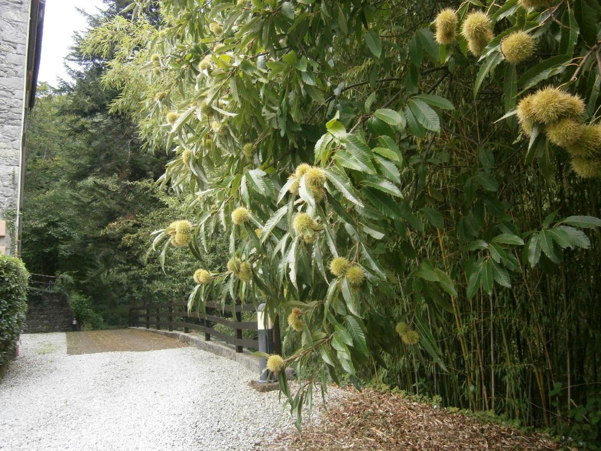 Borzonasca Il Bosco Di Campo Marzano Rooms & Apartments المظهر الخارجي الصورة